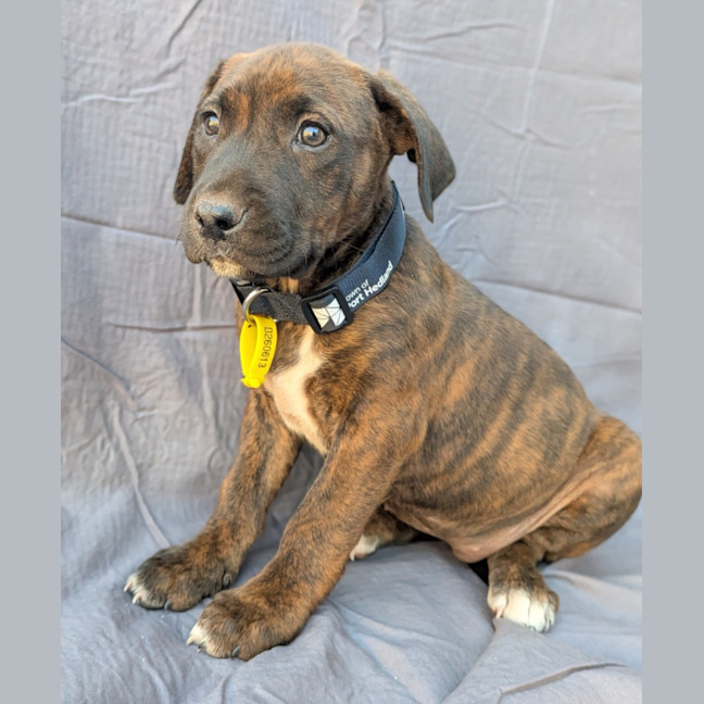 Photo of Cora