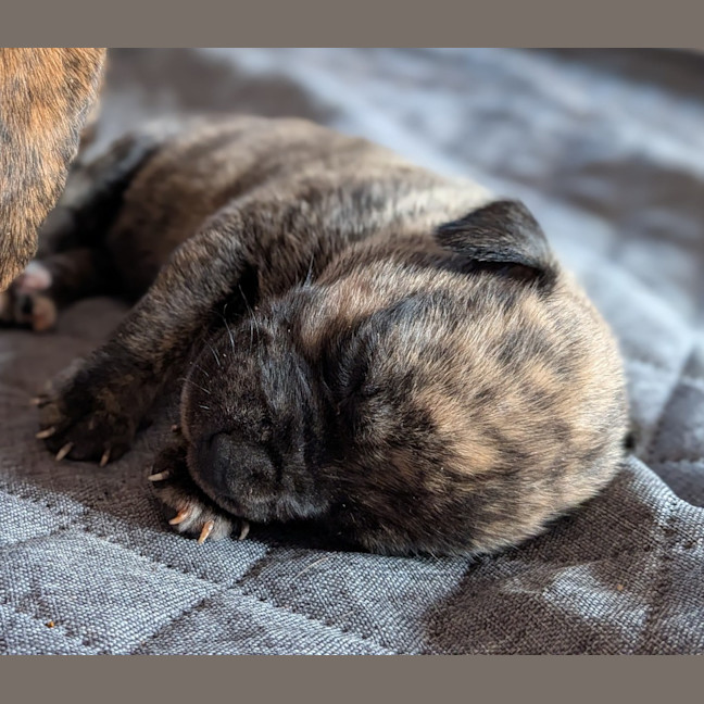 Photo of Dash