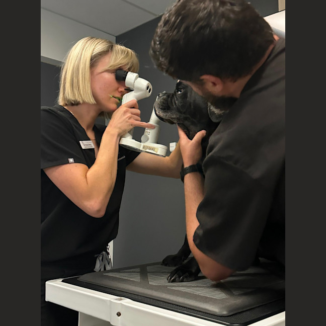 Photo of Paco   4 Year Old Puggle 