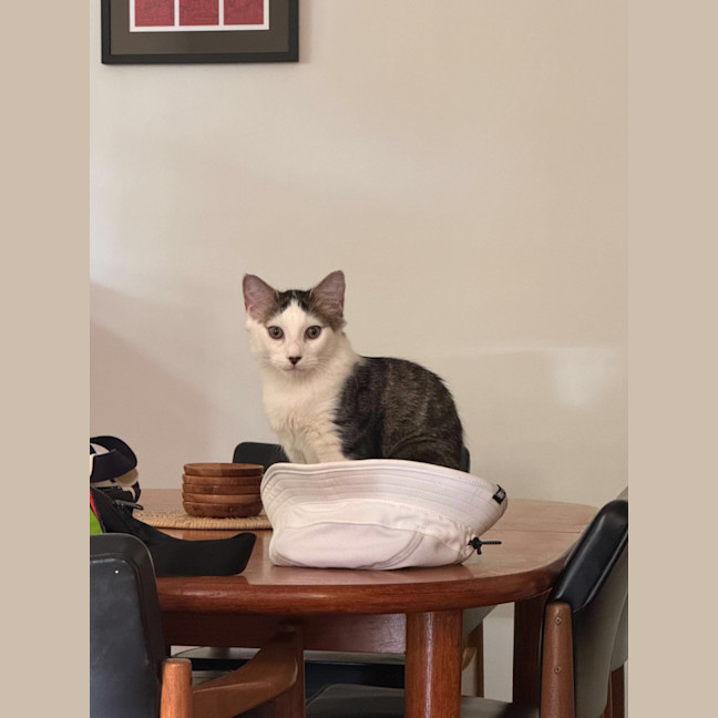 Photo of Enzo