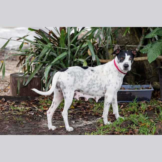 Photo of Patches