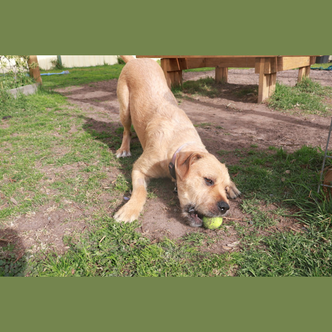 Photo of Apollo