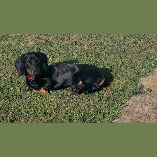 Photo of Johnny   1 Year Old Dachshund