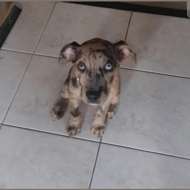Photo of Cookie   13 Week Old Staffy X