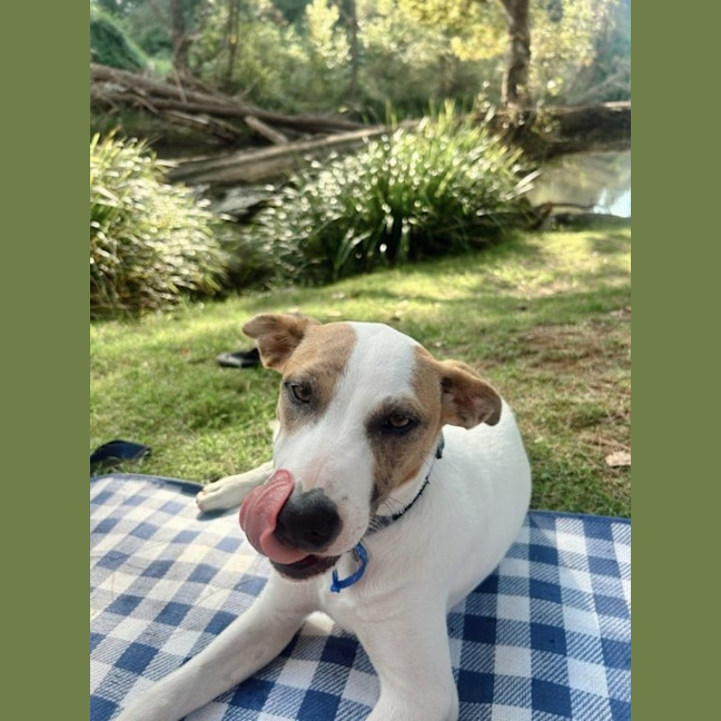 Photo of Molly   1 Year Old Australian Terrier X