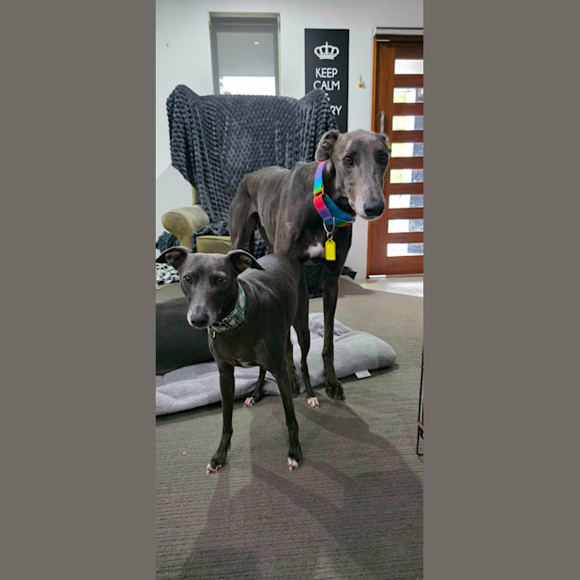 Photo of George, The Greyhound