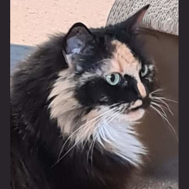 Photo of Bella