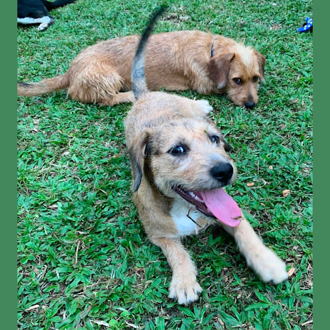 Photo of Maurice & Sheba