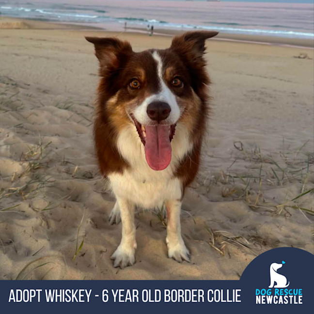 Photo of Whiskey   6 Year Old Border Collie