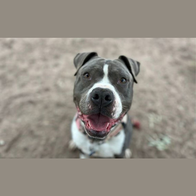 Photo of Boof