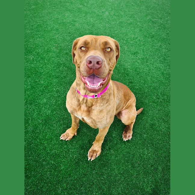 Photo of Miffy Imp 1926