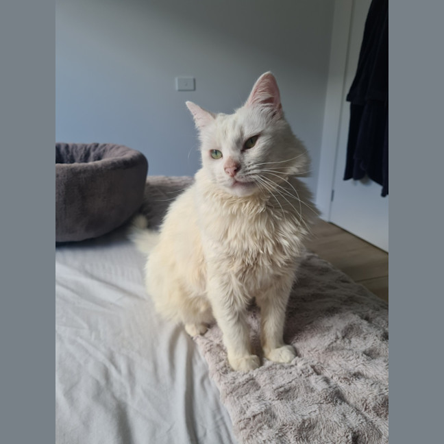 Photo of Snowball