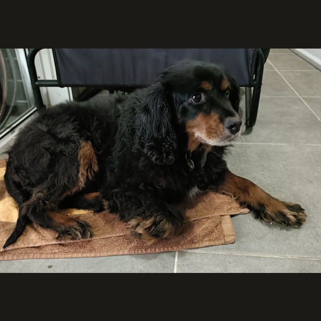 Photo of Maxi   5 Year Old Cavoodle