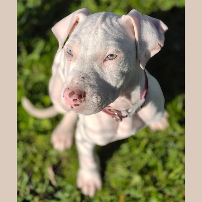Photo of Albus