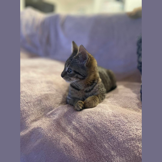 Photo of Tinkerbell