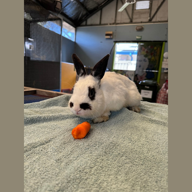 Photo of Snowball