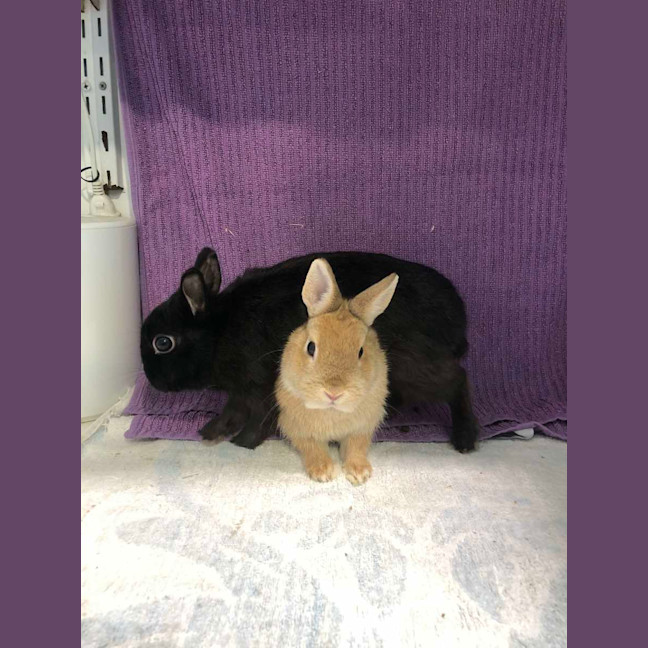 Photo of Kloe & Grim