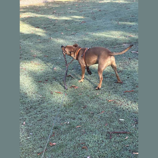 Photo of Red Dog