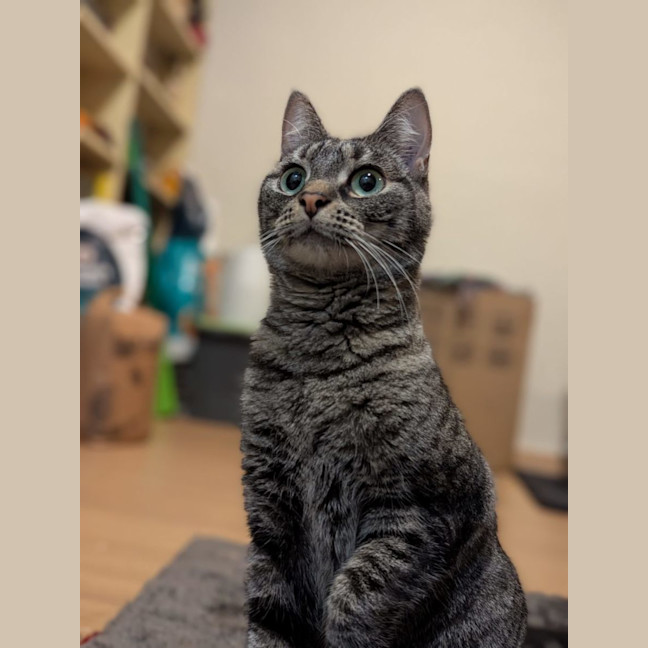 Photo of Tabby Beauty Mabel