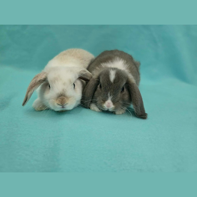 Photo of Cloud / Misty