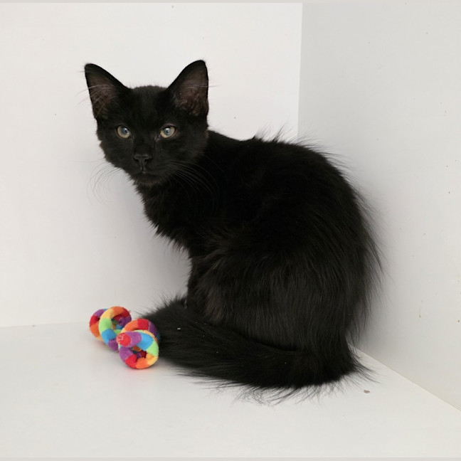Photo of Vader