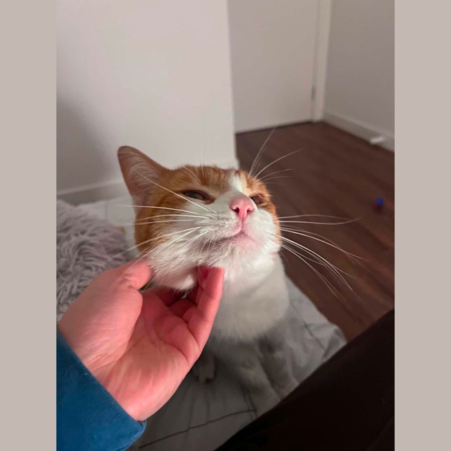 Photo of Ronald Weasley