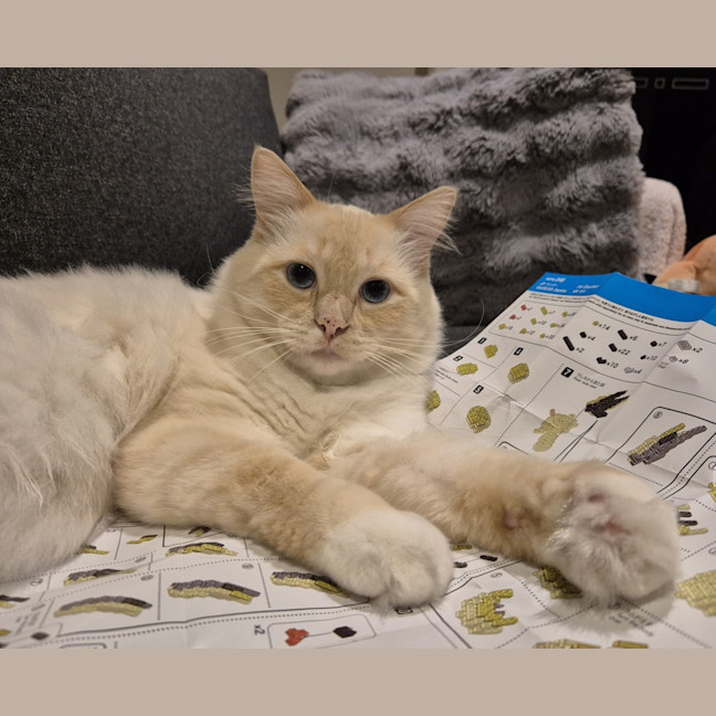 Photo of Chonk Norris