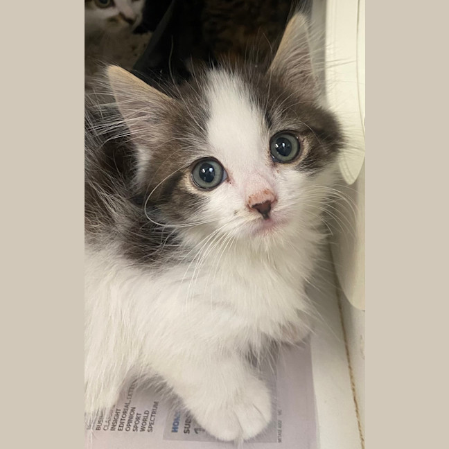 Photo of Hiccup