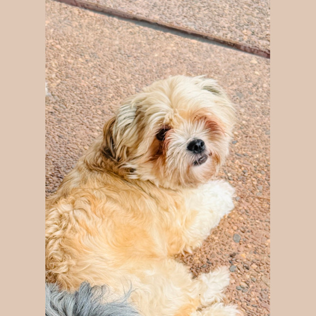 Photo of Maggie   4 Year Old Shih Tzu X