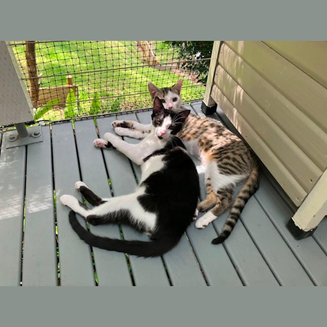 Photo of Spock & Sparrow   5 Month Old Domestic Short Hair