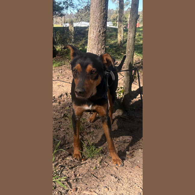 Photo of Buddy   9 Year Old Kelpie
