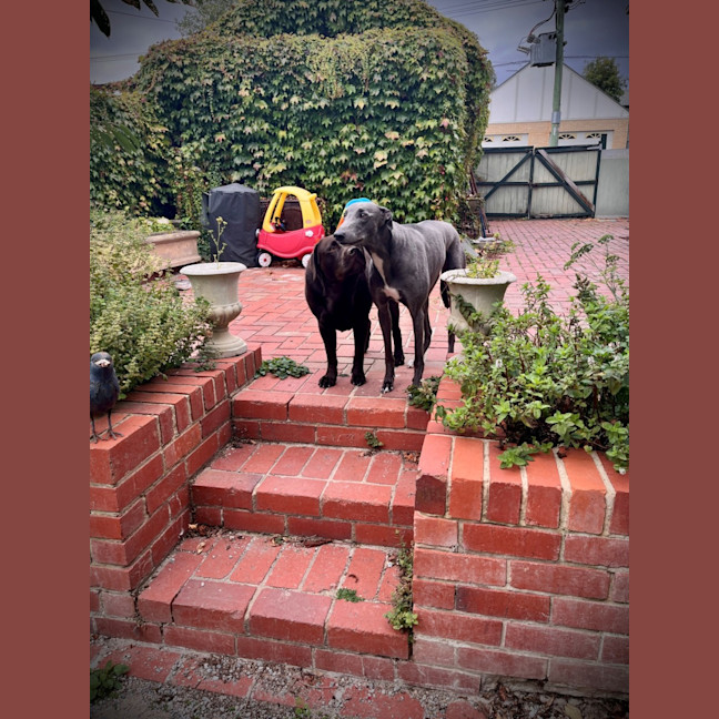 Photo of Cruiser (67748)