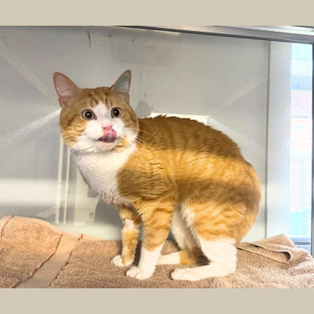 Photo of Mango
