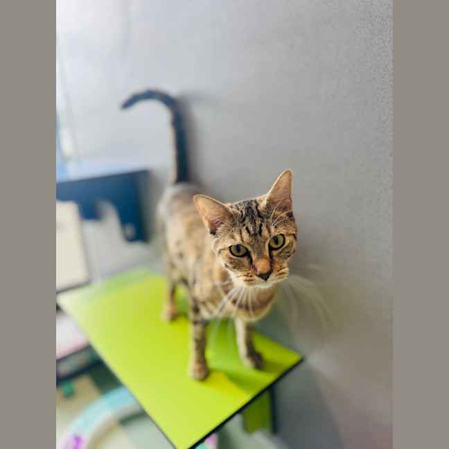 Photo of Mooncake