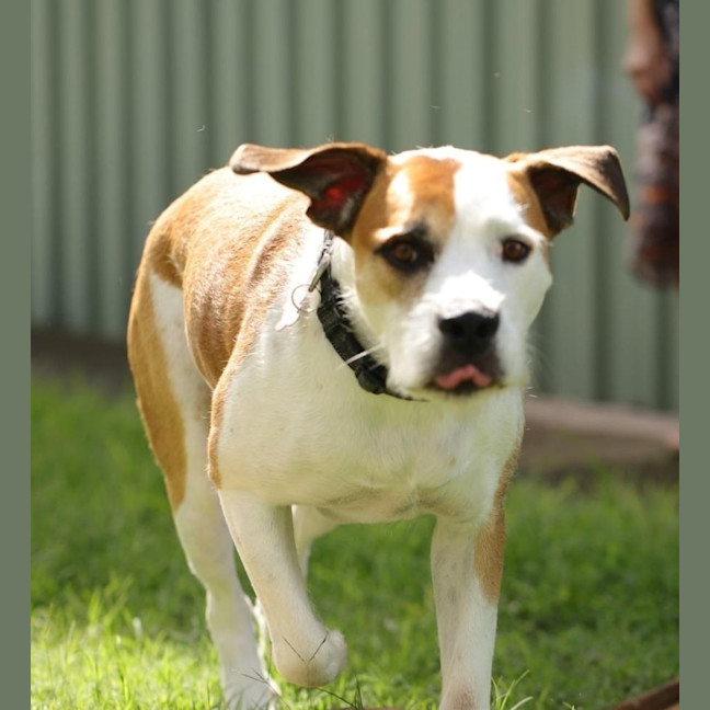 Photo of Bronson