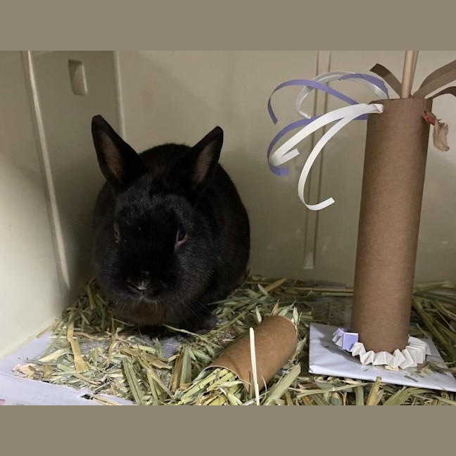 Photo of Cottage Cheese