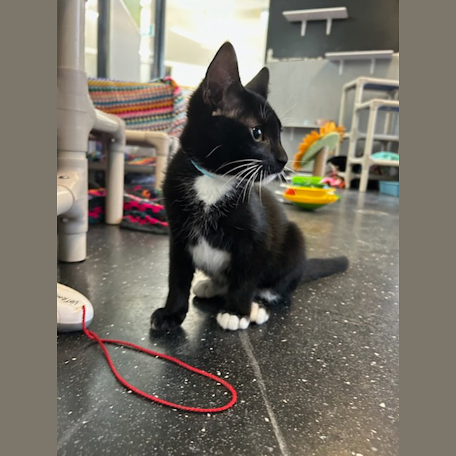 Photo of Supercharged