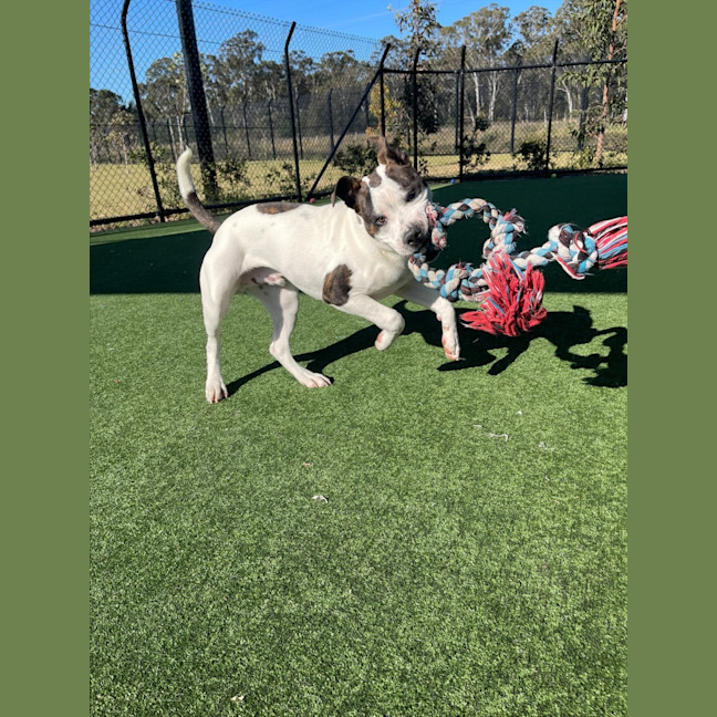 Photo of Iggle Piggle Imp 1690