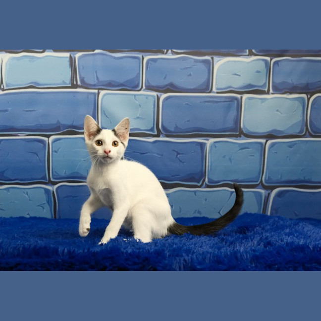 Photo of Dennis The Menace