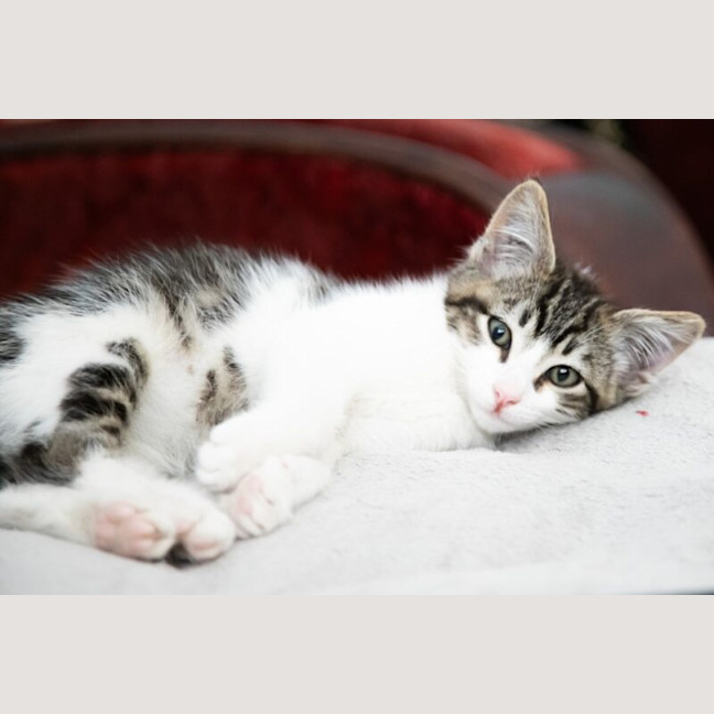 Photo of Waffles
