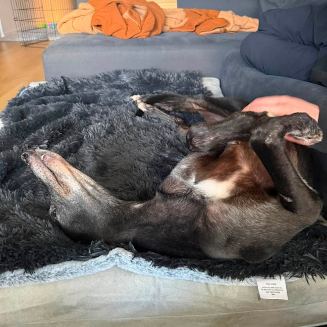 Photo of Jasper The Greyhound