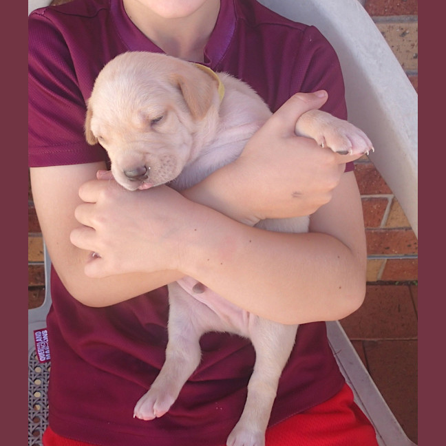 Photo of Ollie (Yellow Collar)