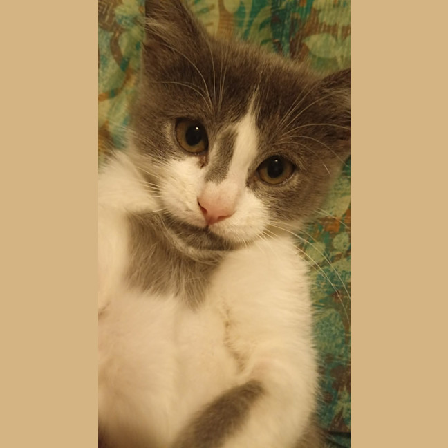 Photo of Owen