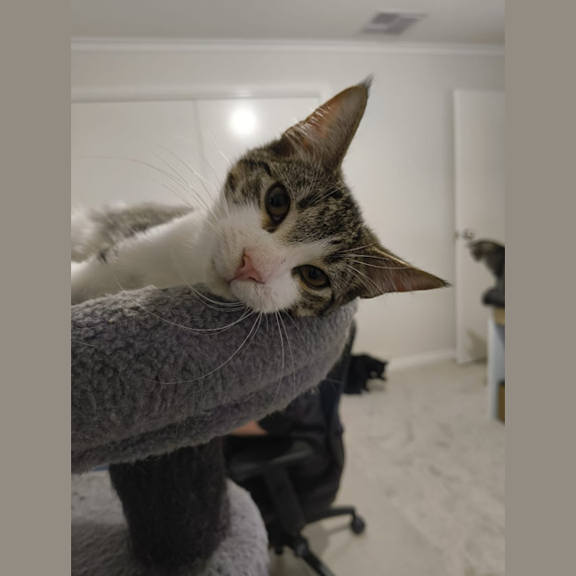 Photo of Purrcy