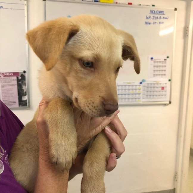 Photo of D1182 Charlie