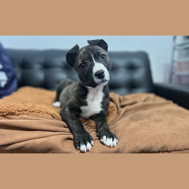 Photo of Gigi