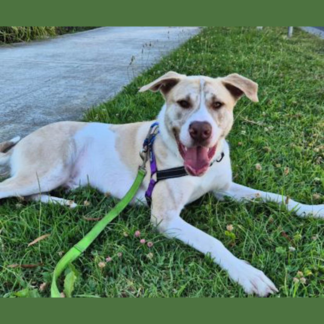 Photo of Ranger