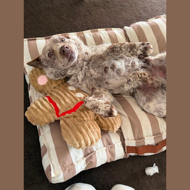 Photo of Baxter