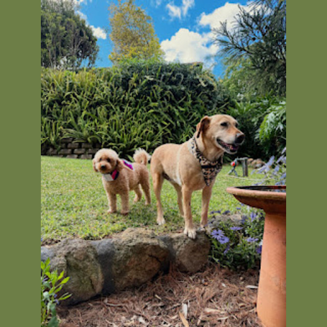 Photo of Primrose   8 Year Old Labrador X