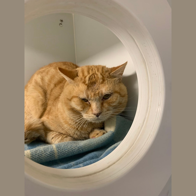 Photo of Clancy